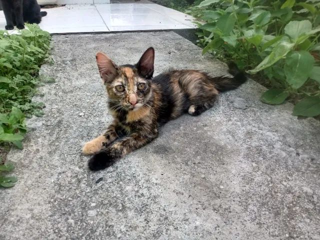 Duas gatinhas para doação