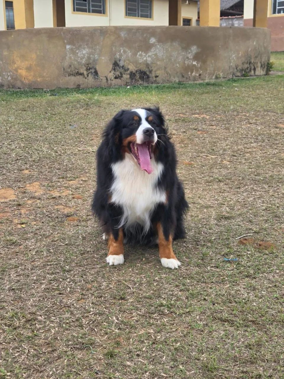 Tenho filhotes de bernese x golden