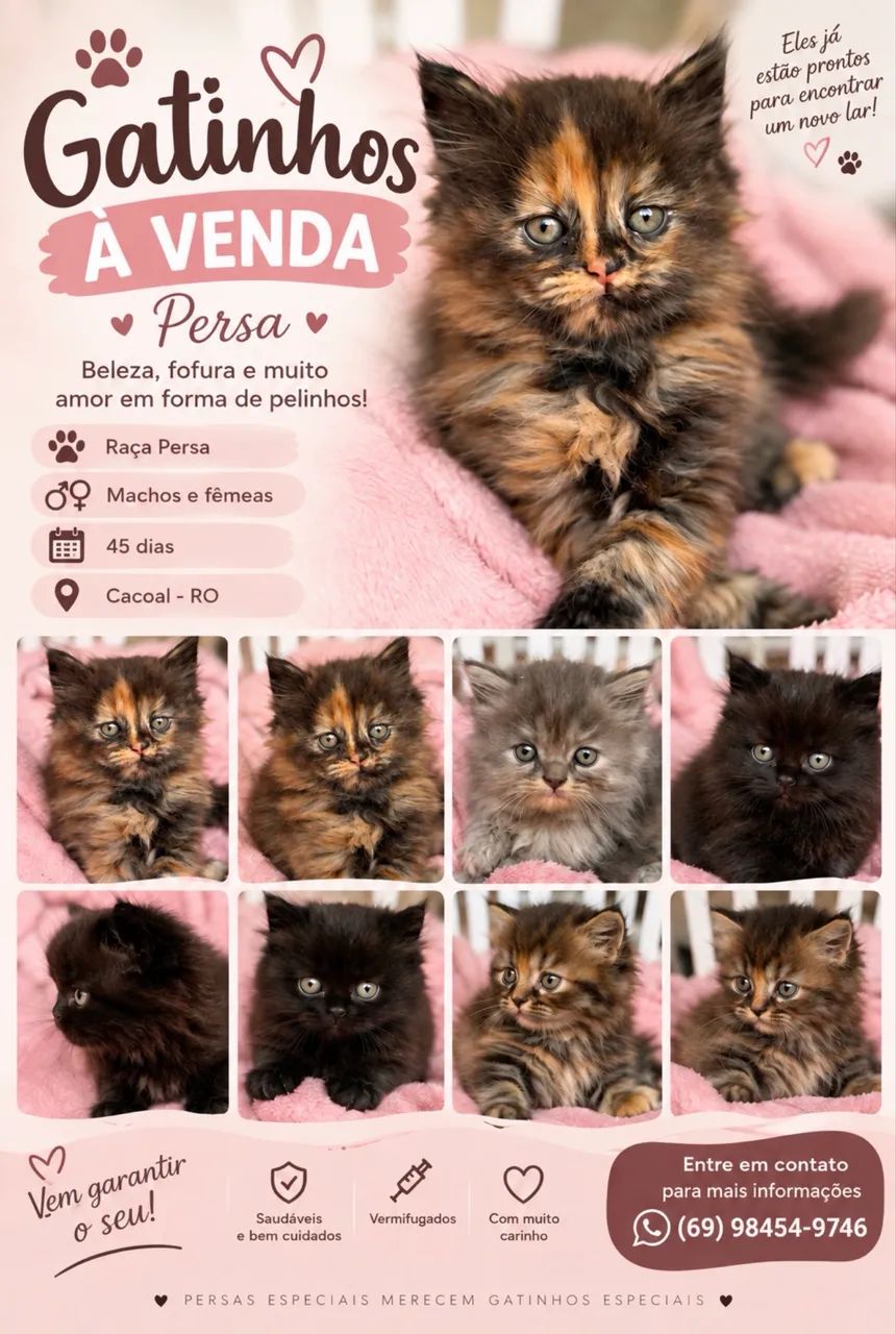 Gatos Persas