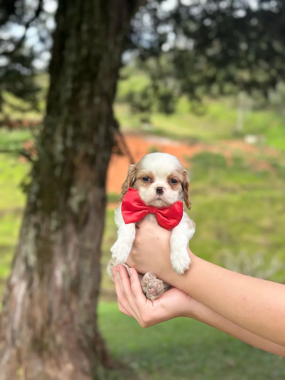 Cavalier king charles pedigree Cbkc - Foto 3