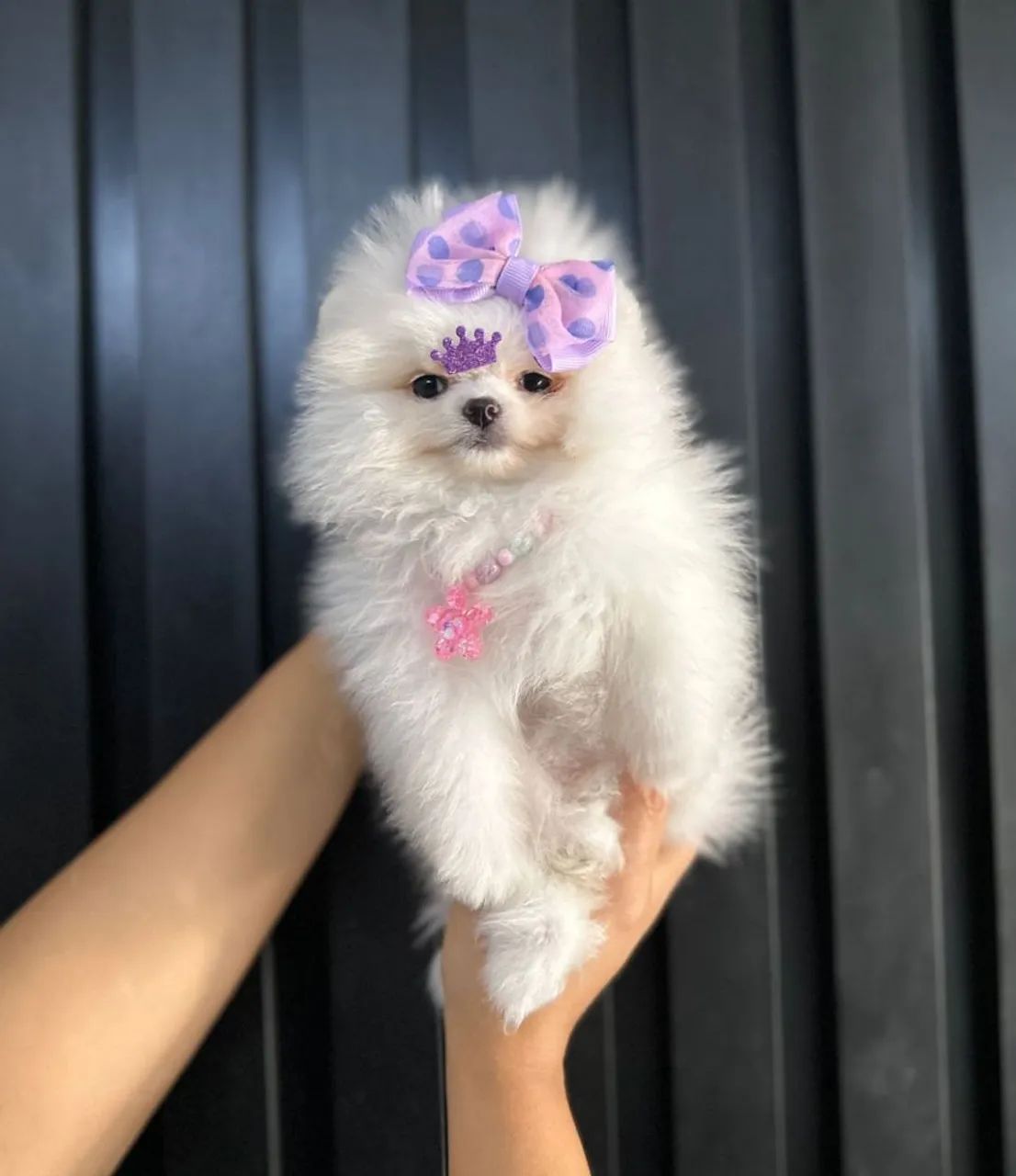 SPITZ ALEMÃO ANÃO PRÊMIO!!! - Foto 2