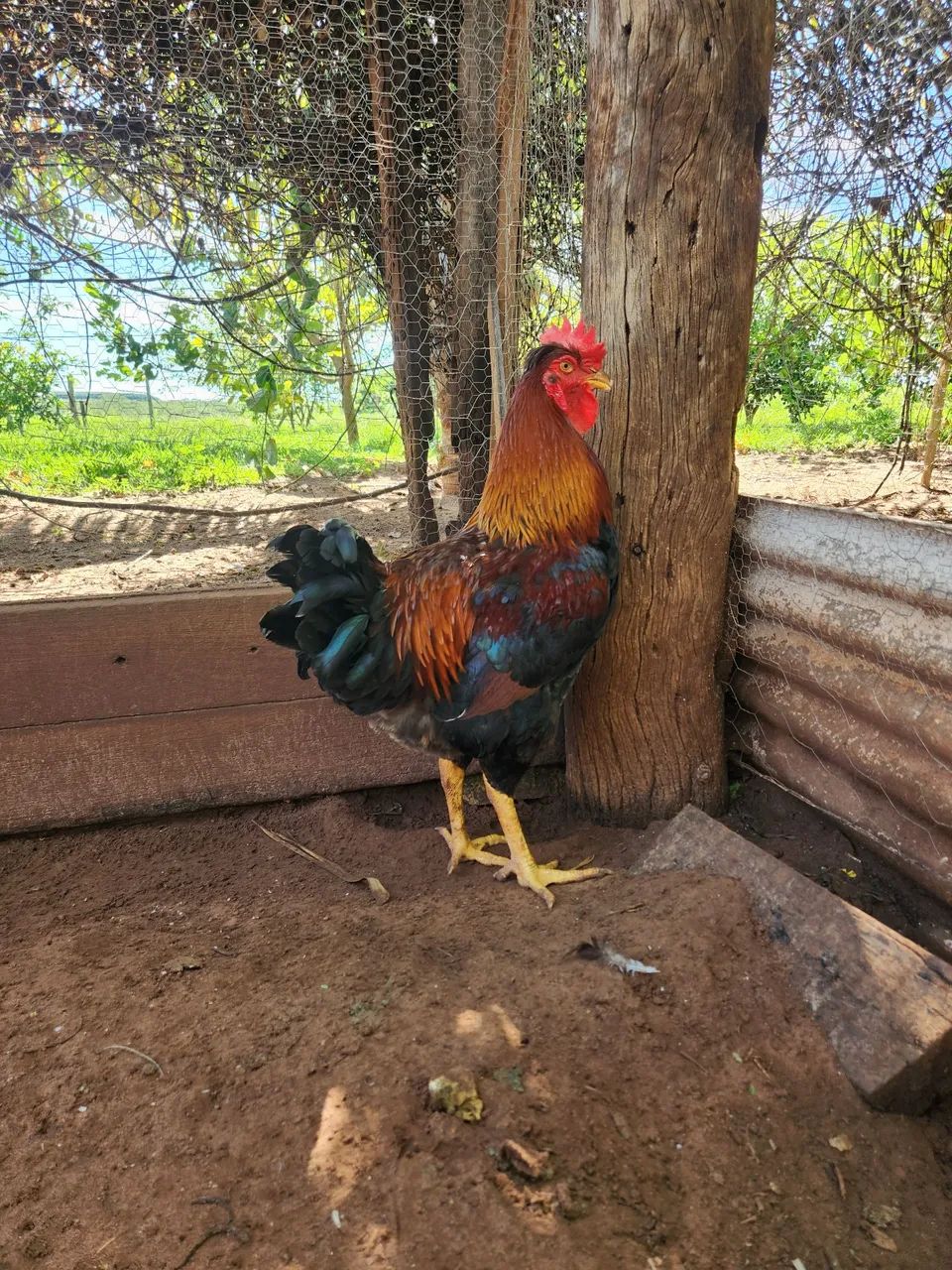 Vendo frango GSB - Foto 3