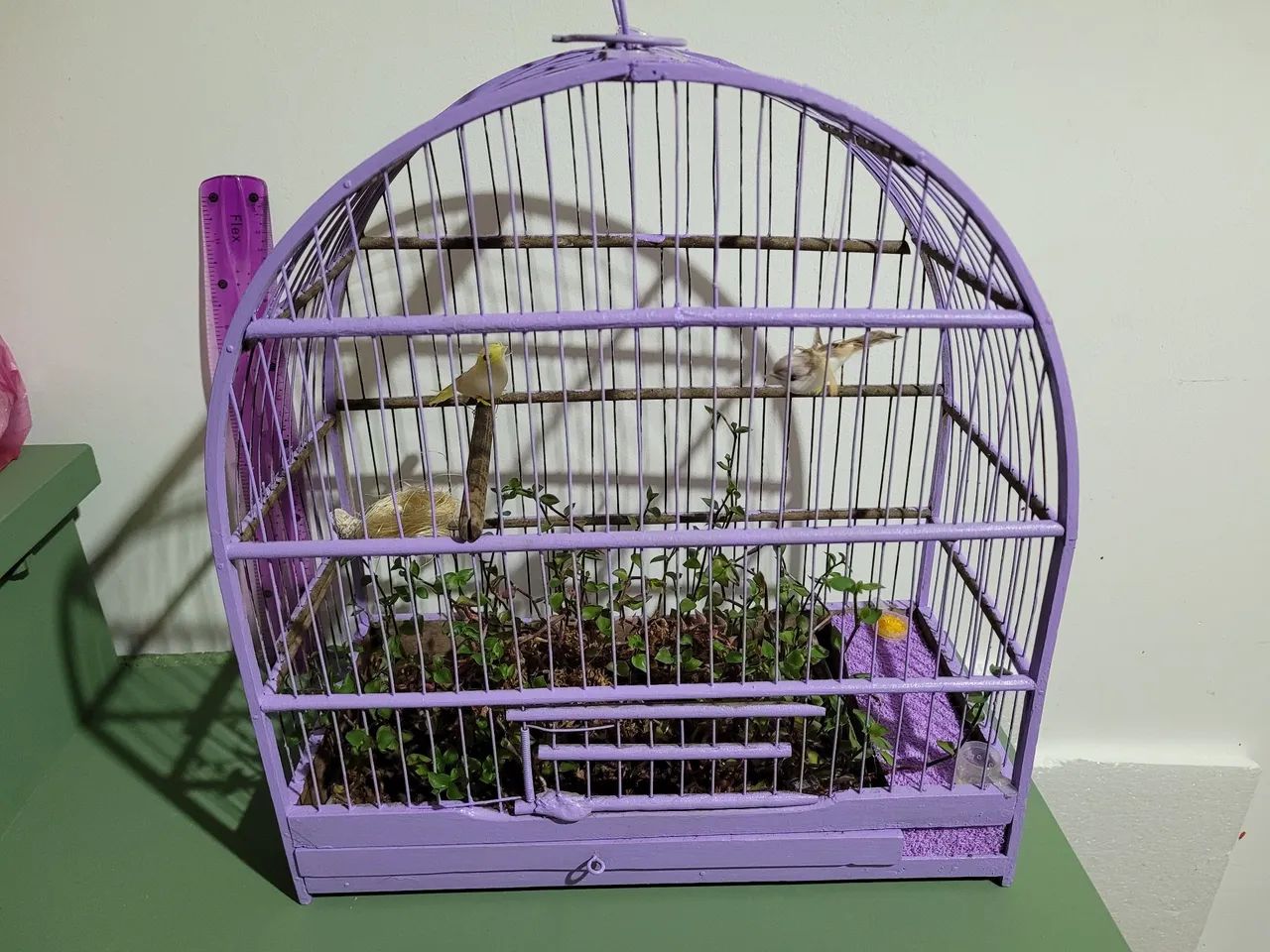 Gaiola com dinheiro em penca