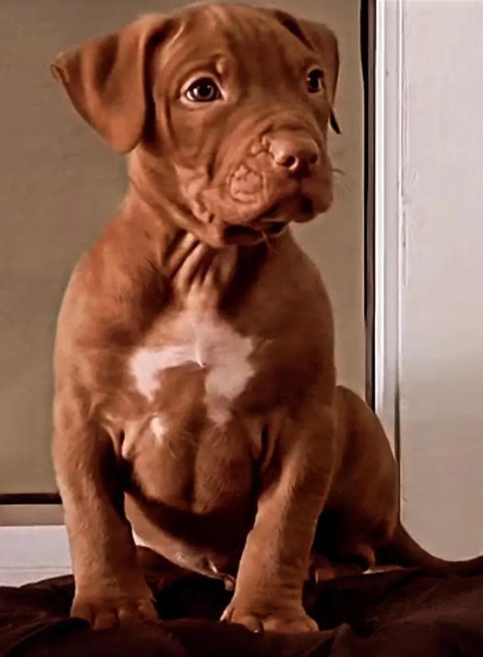 Pitmonster 
