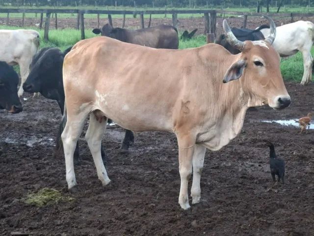 VACA PARIDA  - Foto 4
