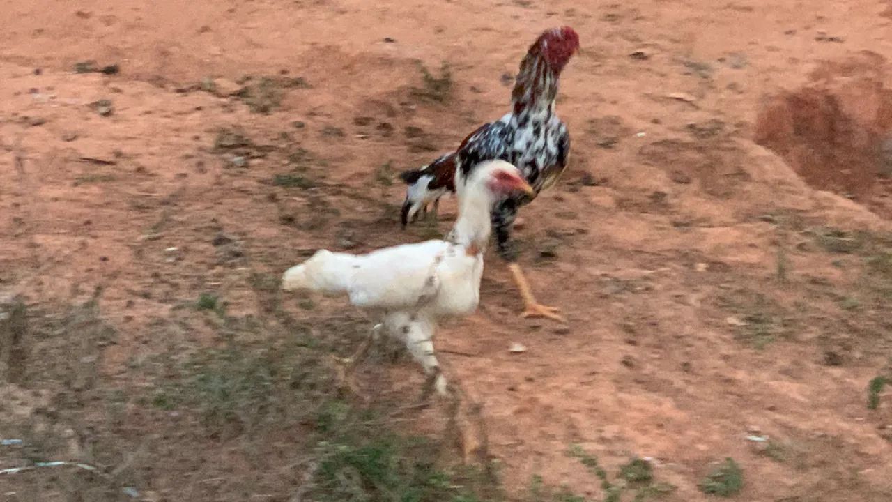 Vendo frangos e frangas índio - Foto 3