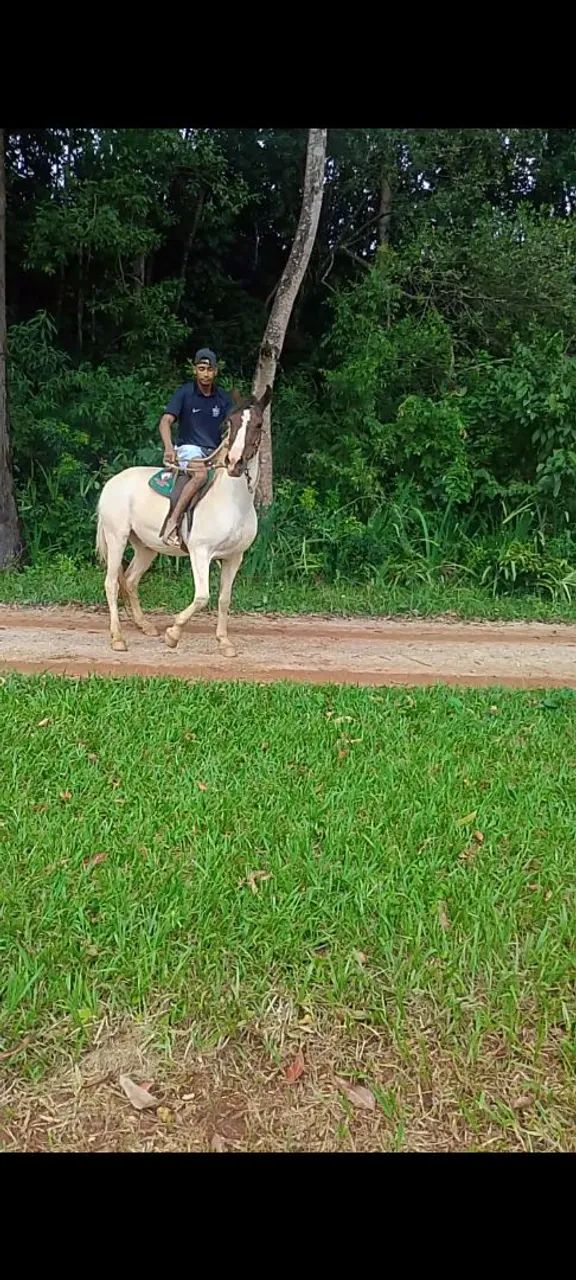 Cavalo manga larga  - Foto 5