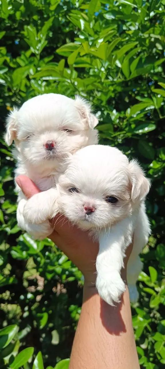 Shihtzu  - Foto 4