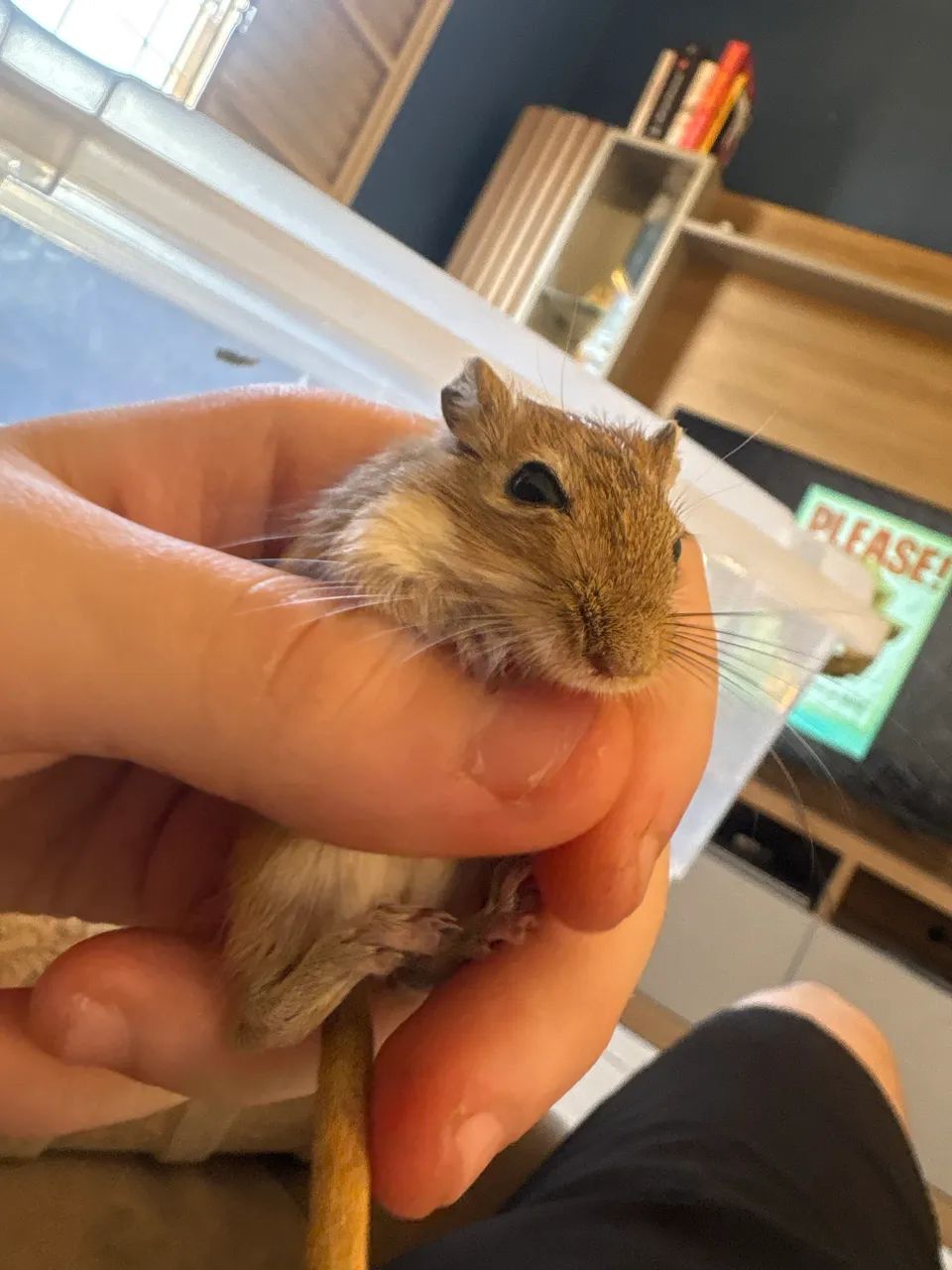 Vendo filhote de Gerbil agouti macho  - Foto 2