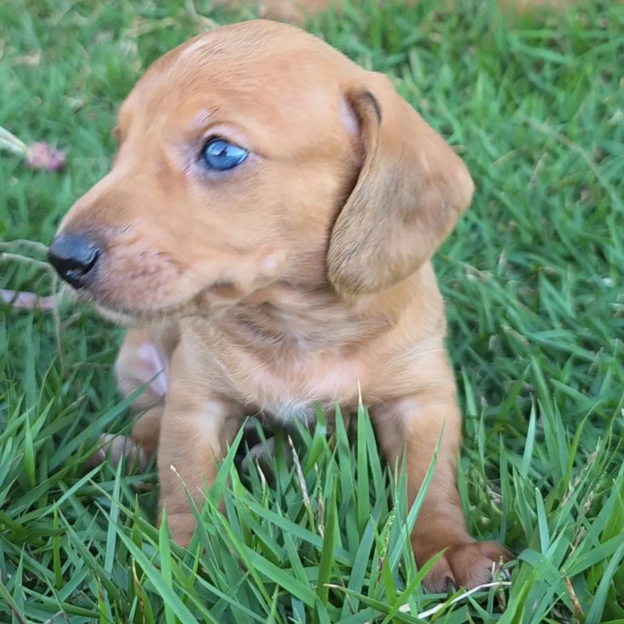 Dashchund teckel salsicha macho dourado - Foto 2