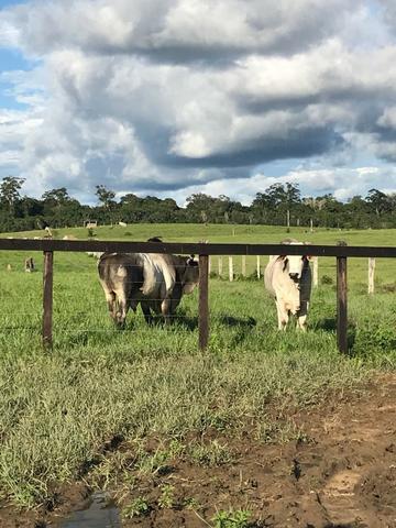 Fazenda de 606 hectares, S. Joao da Baliza De porteira fechada. ler descrição do anuncio - Foto 13