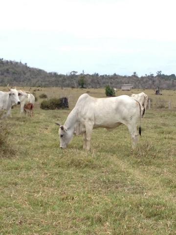 Fazenda de 606 hectares, S. Joao da Baliza De porteira fechada. ler descrição do anuncio - Foto 2