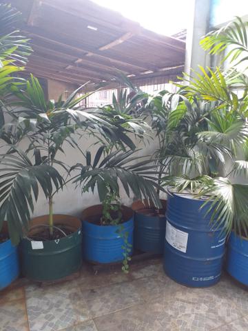 Vendo Palmeira Imperial