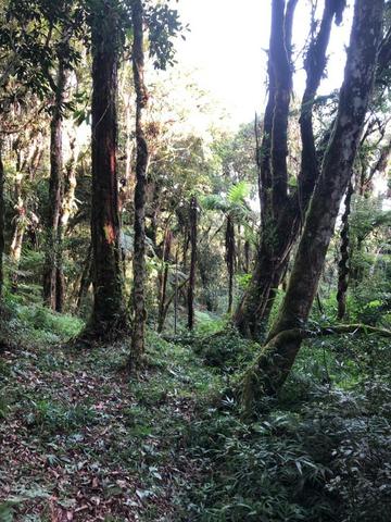 Chácára pro seu lazer/morar com 20.000m², plana/mata/nascente/ área in-natura só R$120mil - Foto 4
