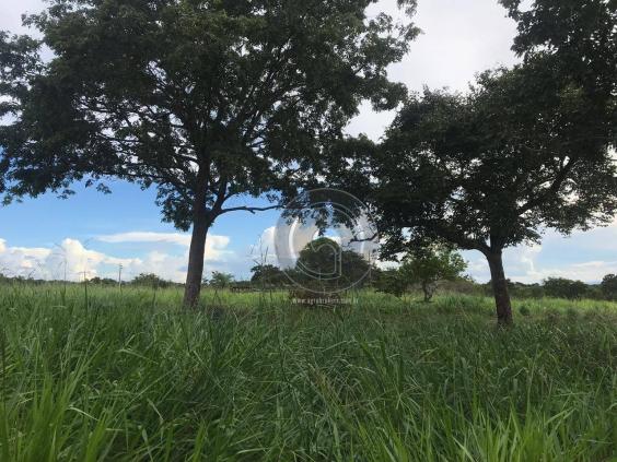 Sítio 11,8 ha na região distrito da guia - Foto 4