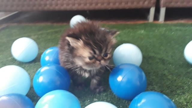 Gatos Persas - Foto 2
