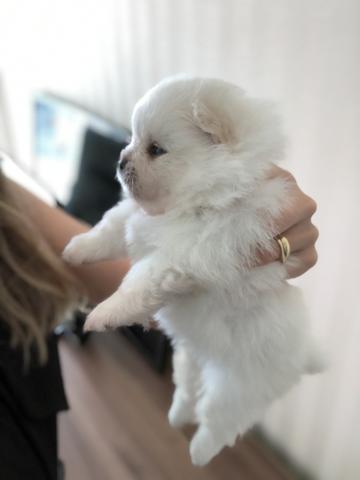 Vende-se macho Lulu da Pomerânia branco - Foto 6