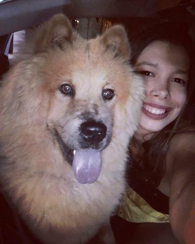 Filhotes de Chow Chow - Foto 2