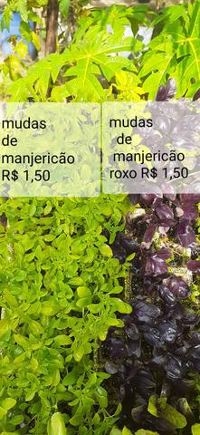 Mudas de hortaliças, e suculentas plantas em geral - Foto 5