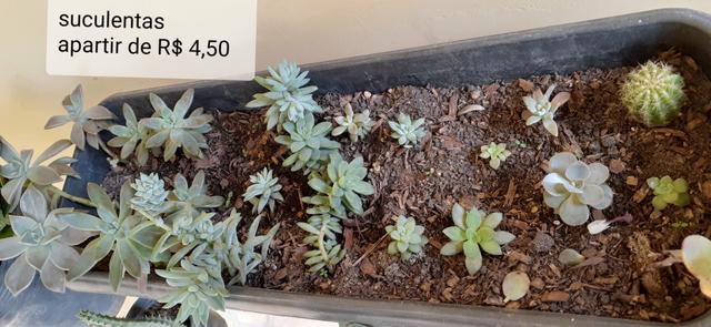 Mudas de hortaliças, e suculentas plantas em geral - Foto 4