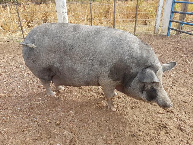 Porco