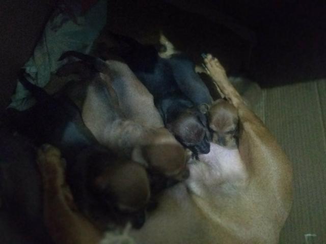 Salsichinhas,tekel,daschund - Foto 5