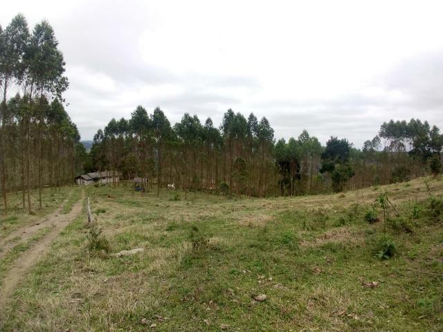 Fazenda em Campo Largo Bairro São Silvestre - Foto 3