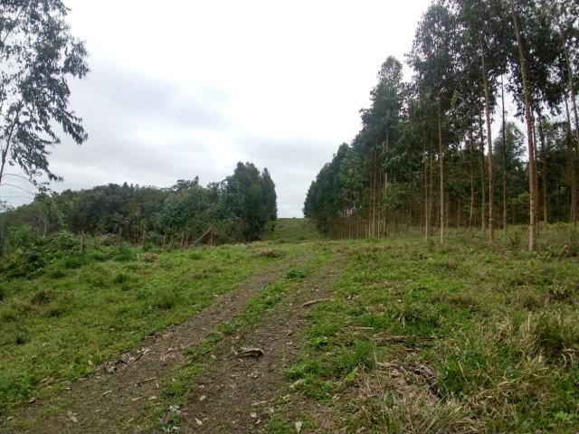 Fazenda em Campo Largo Bairro São Silvestre - Foto 11