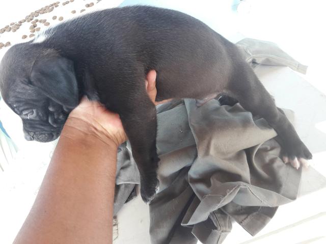 Filhotes de pitbull Amstaff - Foto 6