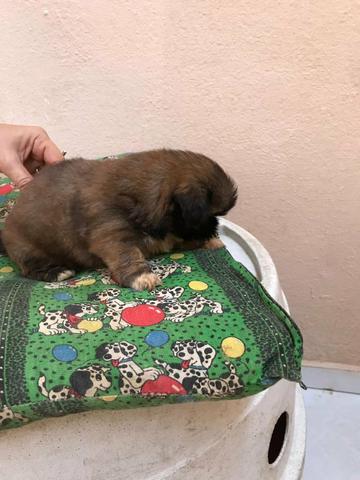 Filhotes de shihtzu - Foto 2
