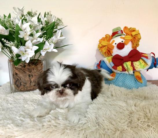 Shih Tzu - Foto 6