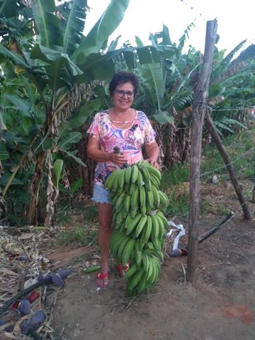 Mudas de Bananeiras pacovam e leite e anam - Foto 2