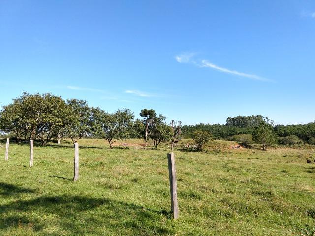Sítio 16,6 Hectares - Barro Vermelho - Gravataí - RS - Foto 13
