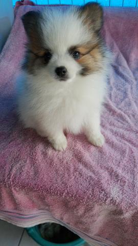 Spitz Alemão