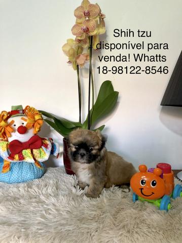 Shih Tzu - Foto 3