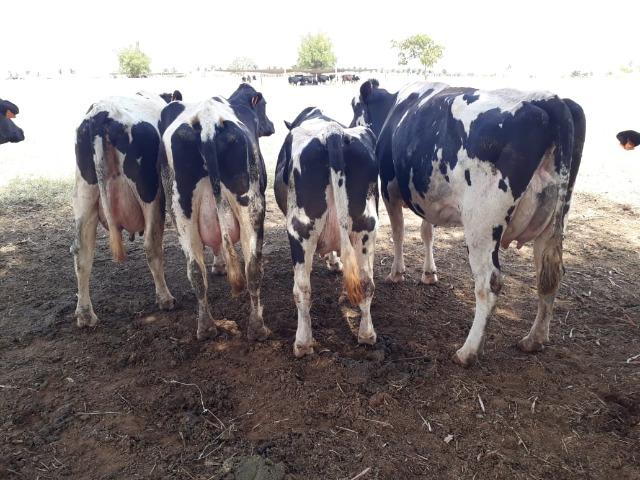 Vacas girolanda (Plano de venda) - Foto 2
