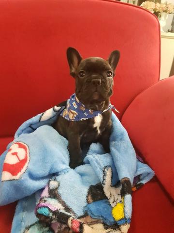 BullDog Francês 10X Sem Juros - Foto 5