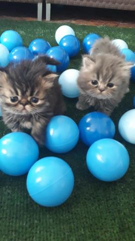 Gatos Persas - Foto 4