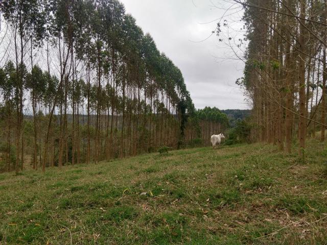 Fazenda em Campo Largo Bairro São Silvestre - Foto 10