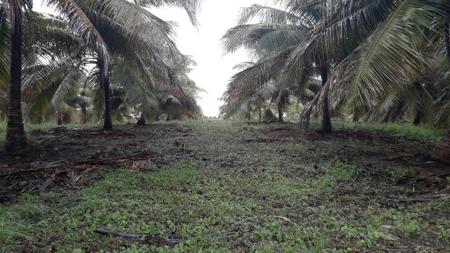 Fazenda em Conde, 45 tarefas - Foto 18