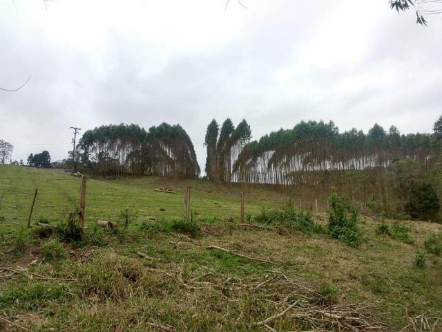 Fazenda em Campo Largo Bairro São Silvestre - Foto 2