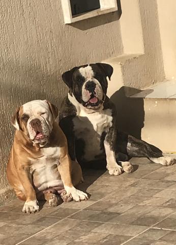 Em breve filhotes de Buldog Campeiro