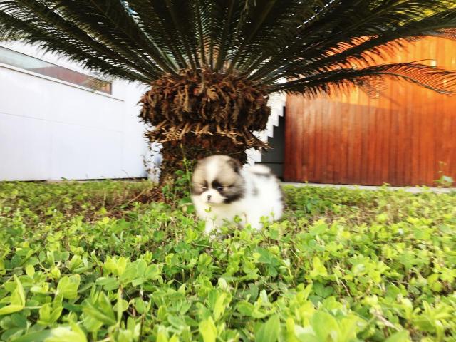 Spitz Alemão anão ^^