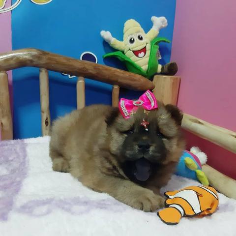 Chow Chow macho e fêmea top