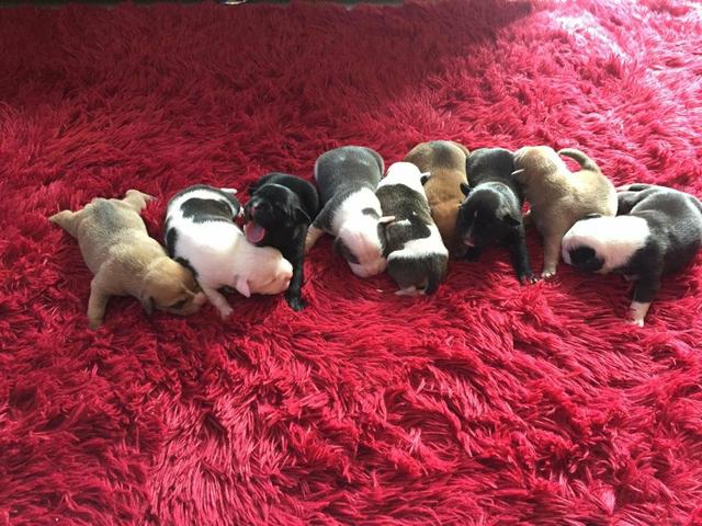 Filhotes de American bully