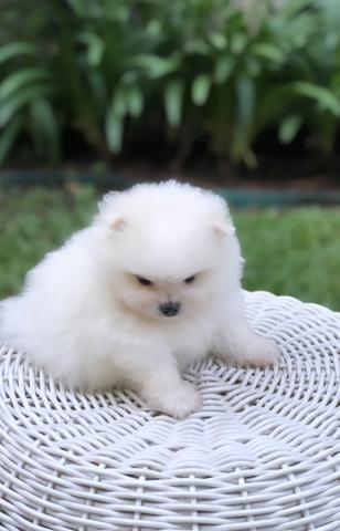 Vende-se macho Lulu da Pomerânia branco - Foto 3
