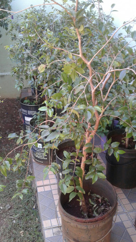 Ypê de 2mt.-limão taiti, galego, pokan, laranja com Frutos-Montamos pomar-grama-eucalipto - Foto 6