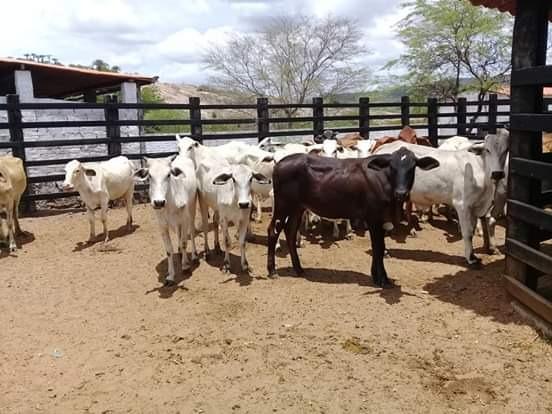 Maravilhosa fazenda com casa nova de 3/4, curral, tronco, embarcador, balança e aprisco - Foto 12