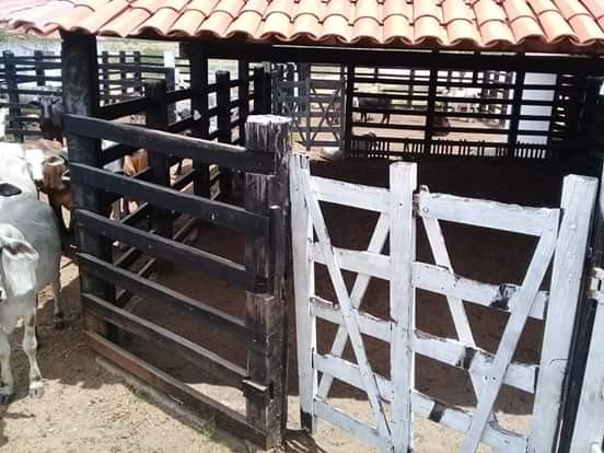 Maravilhosa fazenda com casa nova de 3/4, curral, tronco, embarcador, balança e aprisco - Foto 14
