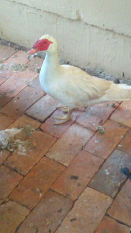 Vendo ou troco pato